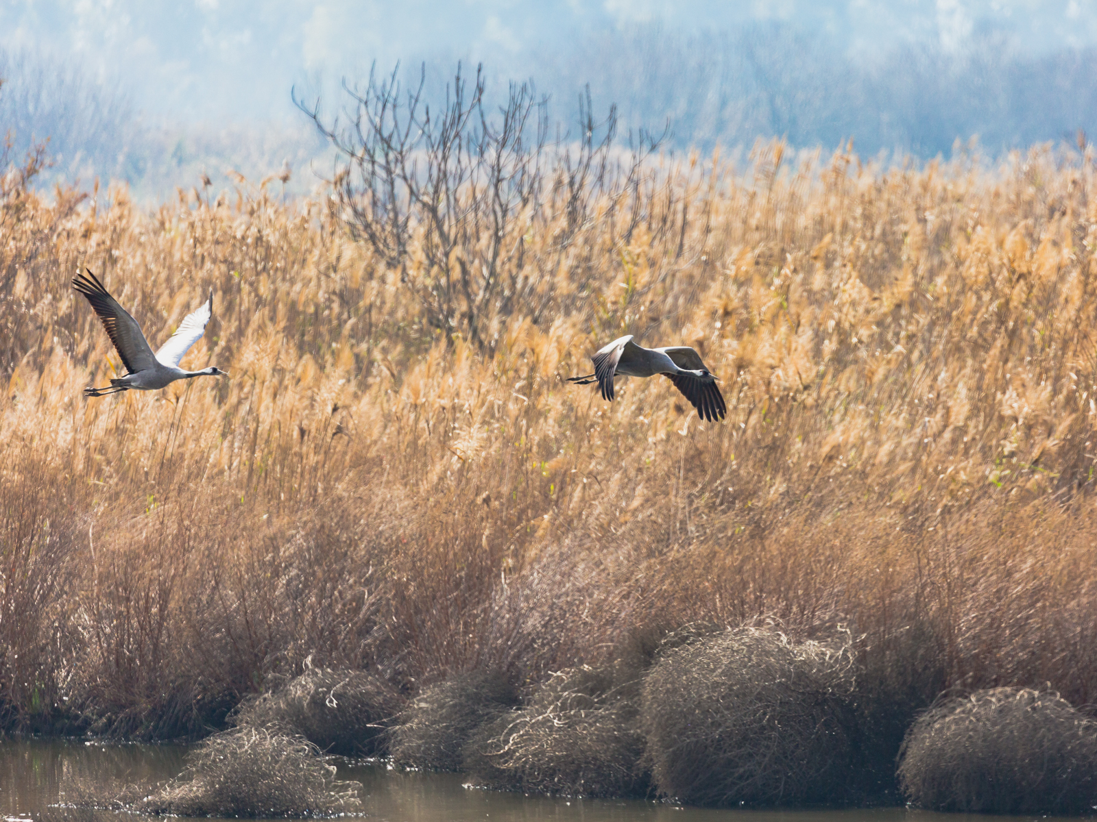 Lake Agamon in the Hula Valley. Part three - My, Photo, Birds, Longpost