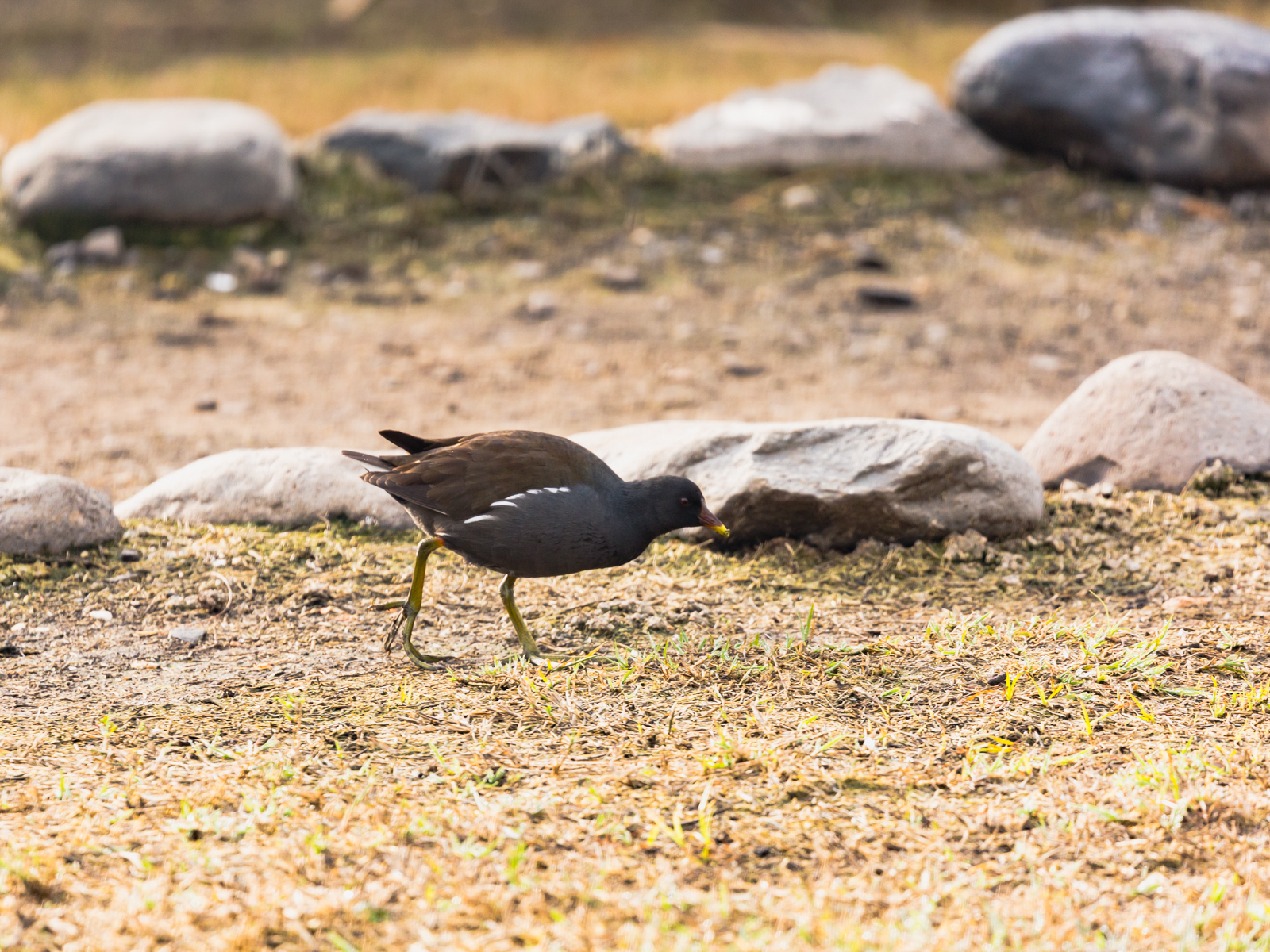 Lake Agamon in the Hula Valley. Part three - My, Photo, Birds, Longpost