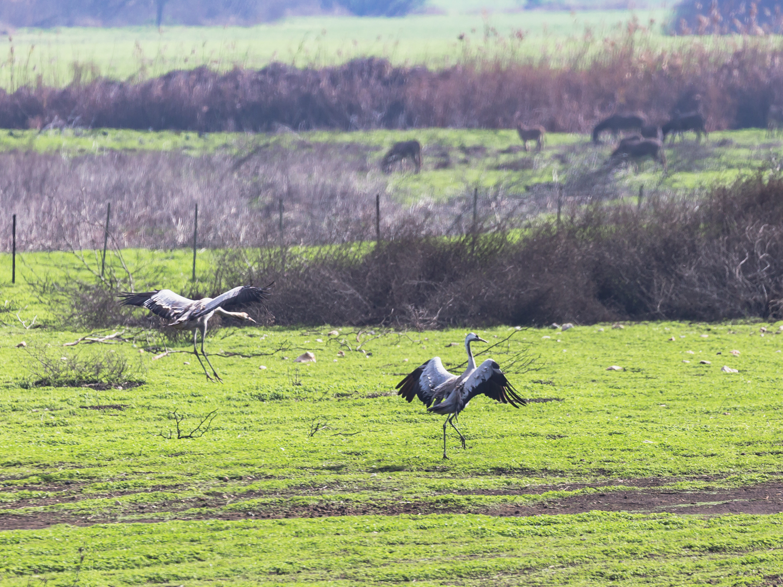 Lake Agamon in the Hula Valley. Part three - My, Photo, Birds, Longpost