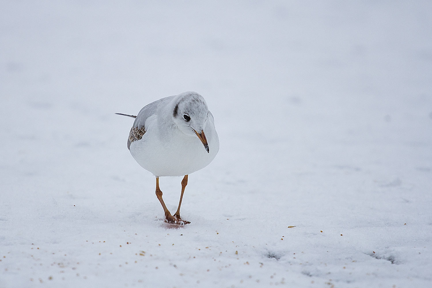 Gull - My, Seagulls, Photo, Snow