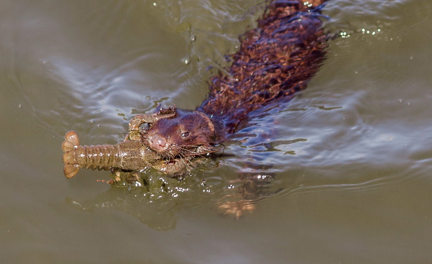 Guys run for a beer - Photo, Crayfish, Beer, Mink