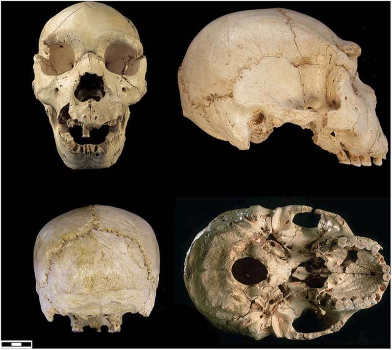 Наша родословная: Гоминиды (Часть 5) - Антропогенез, Приматы, Гоминиды, Homo, Длиннопост, Познавательно