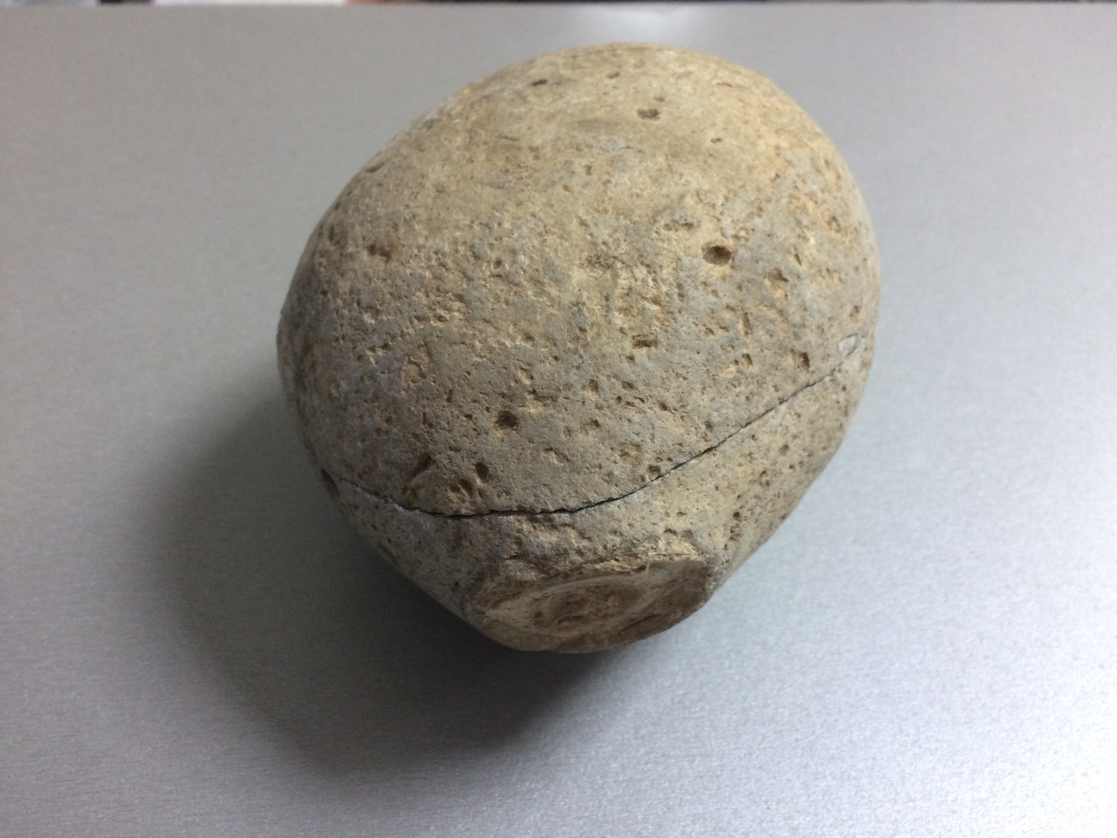 I found a beautiful fossil in the office, what is it? - My, Fossils, Archaeologists, Fossil, Longpost