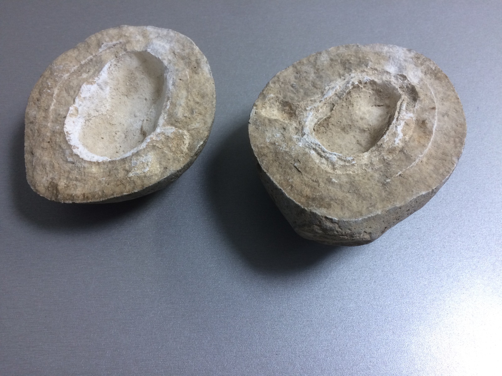 I found a beautiful fossil in the office, what is it? - My, Fossils, Archaeologists, Fossil, Longpost