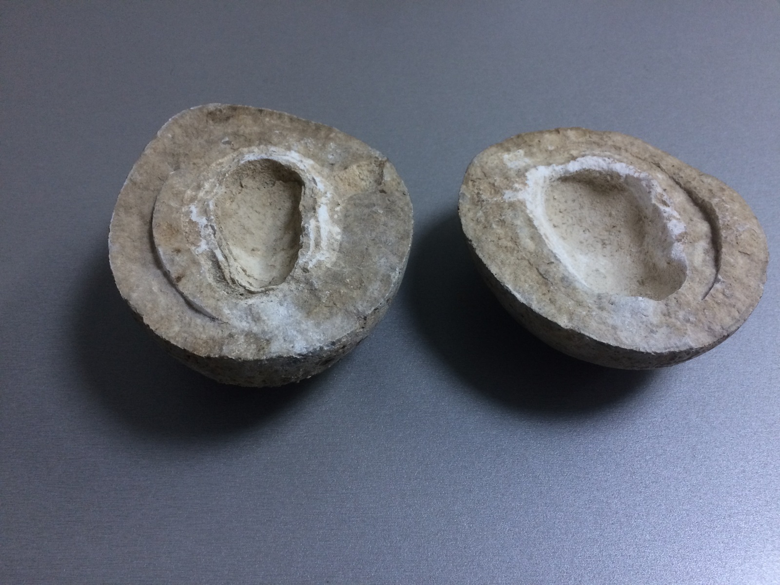 I found a beautiful fossil in the office, what is it? - My, Fossils, Archaeologists, Fossil, Longpost