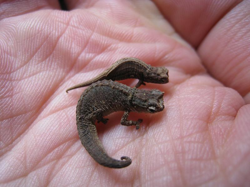 World's smallest and rarest chameleon! - Chameleon, Reptiles, Animals, Longpost