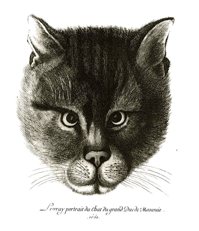 Cat of the Grand Duke of Moscow Alexei Mikhailovich - cat, Engraving, 