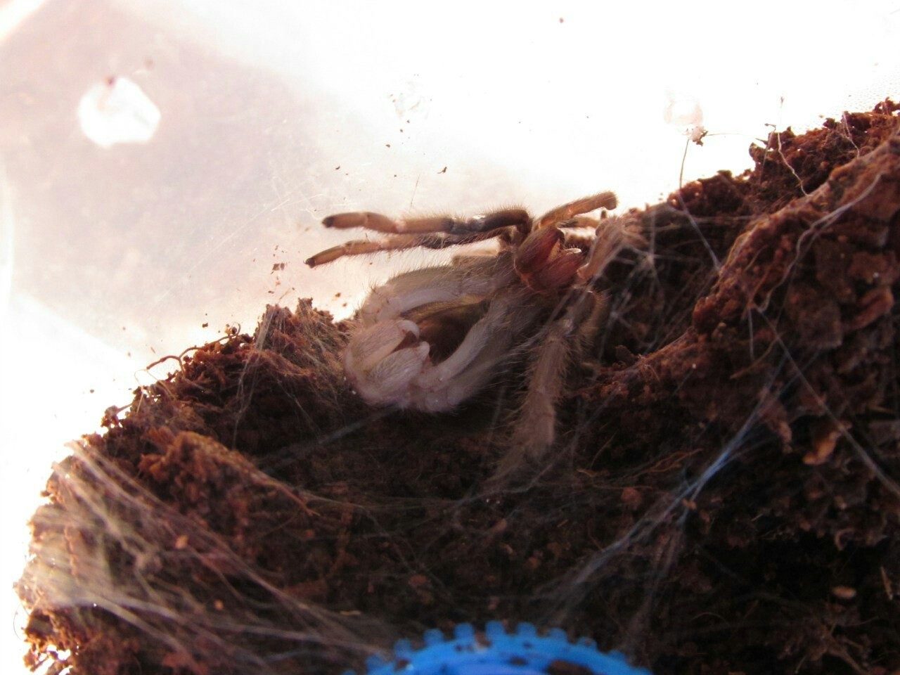 A bit about terrarium - My, Hobby, Terrariumistics, Longpost, Spider, Insects