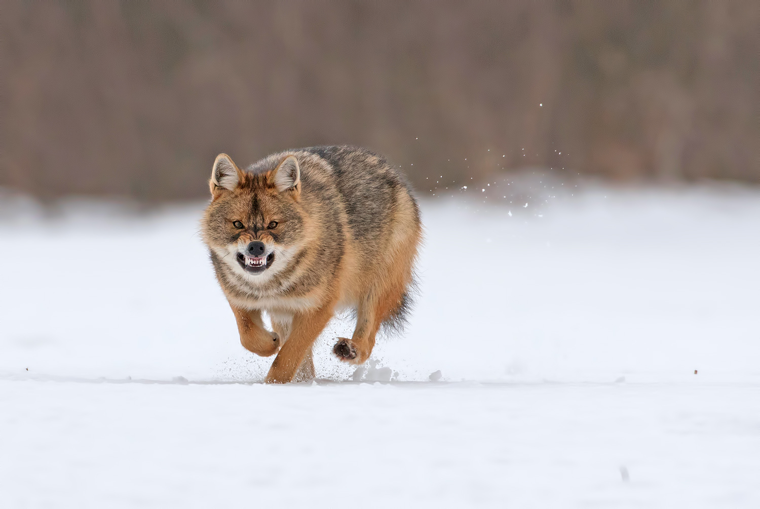 When you're not very welcome - Photo, Wolf, Winter, Snow, Meeting