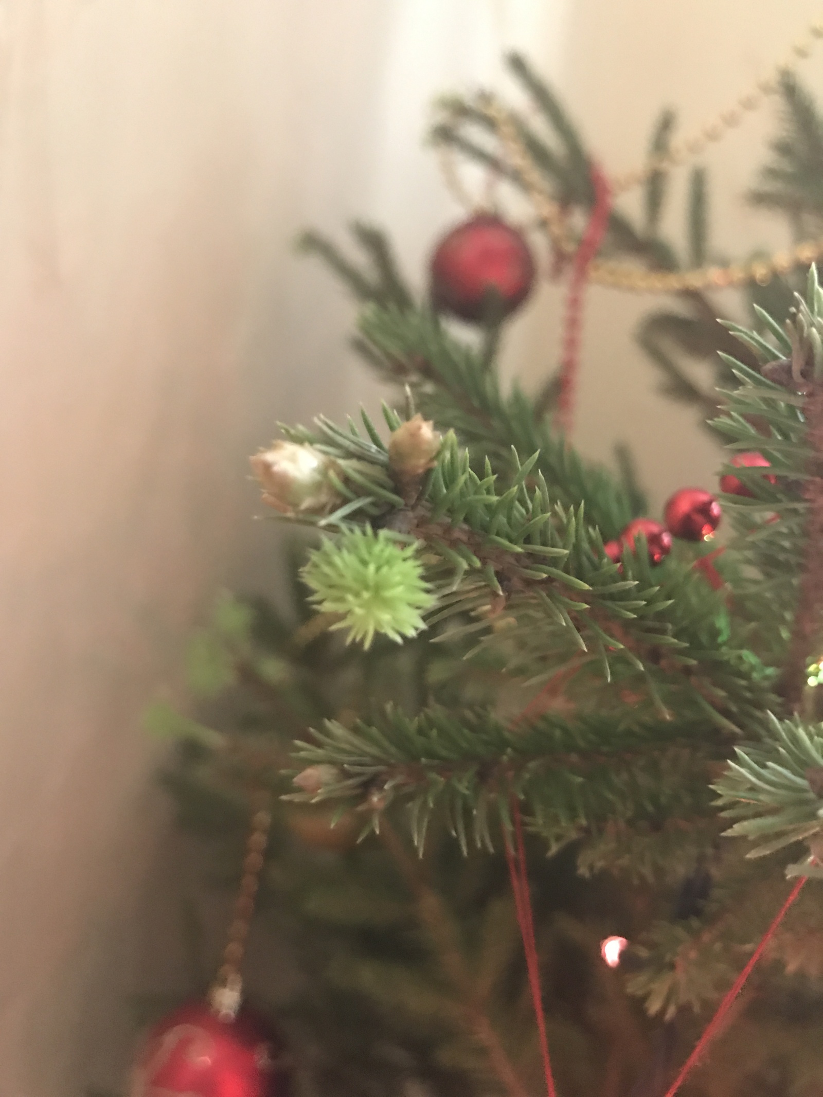 Lively and fluffy - My, Christmas trees, New Year, Holidays, Longpost
