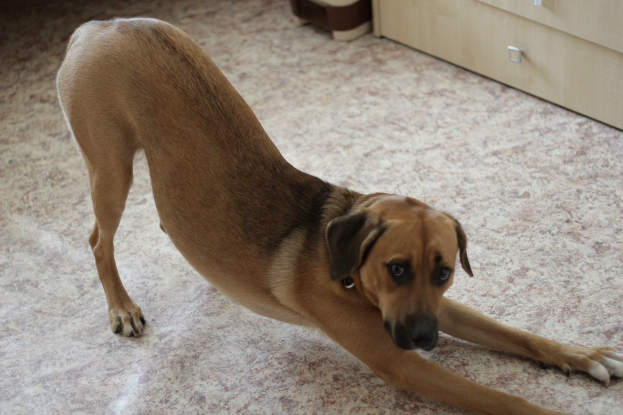 Tell the breed - My, Cur, Rhodesian Ridgeback, Mestizo, My, Longpost, Dog