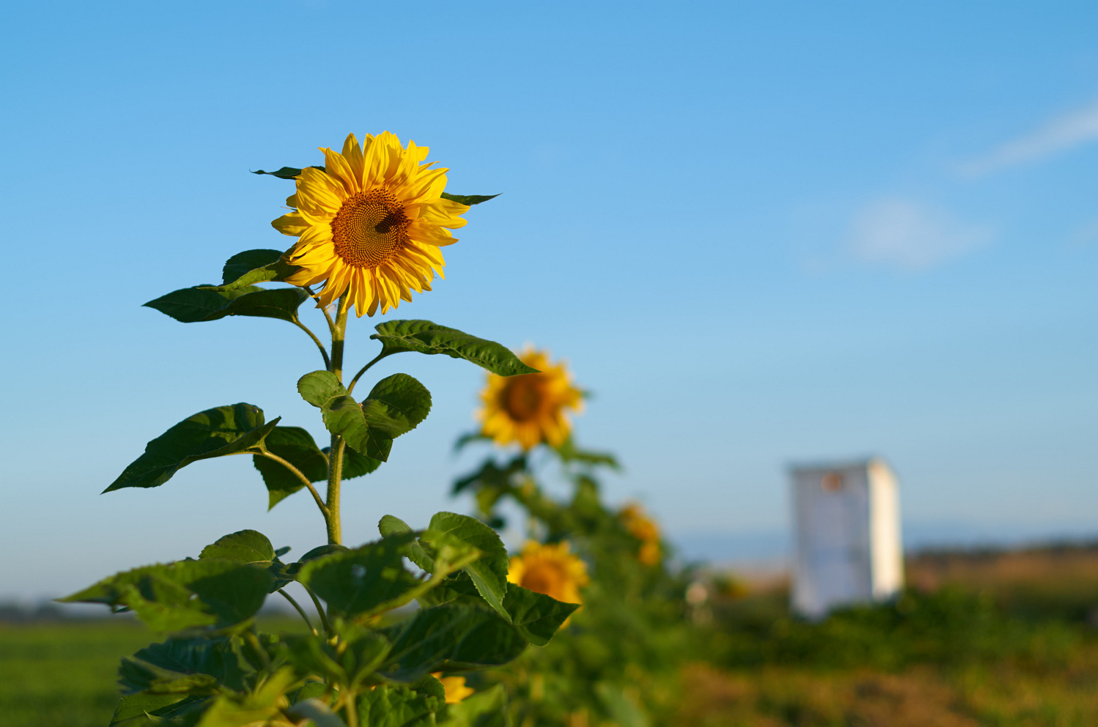 A little bygone summer - My, The photo, Nature, Siberia, Kemerovo region - Kuzbass, Prokopyevsk, HDR, Панорама, Longpost