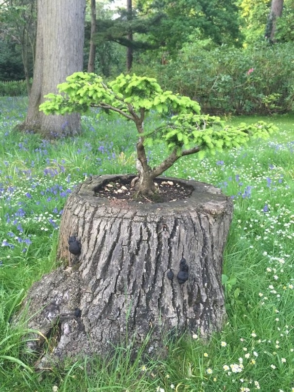 Bonsai - Bonsai, Tree, Nature