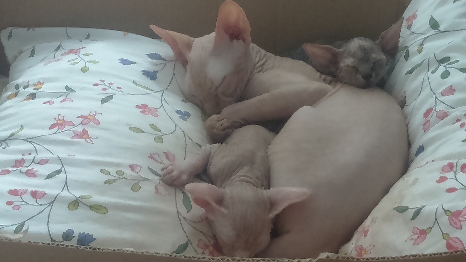 Breed Canadian Sphynx - My, cat, Canadian sphinx, sphinx cat, Sphinx, Kittens, Longpost