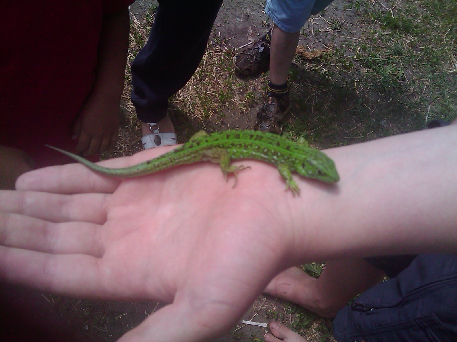 Nice lizard. - My, Lizard, Green