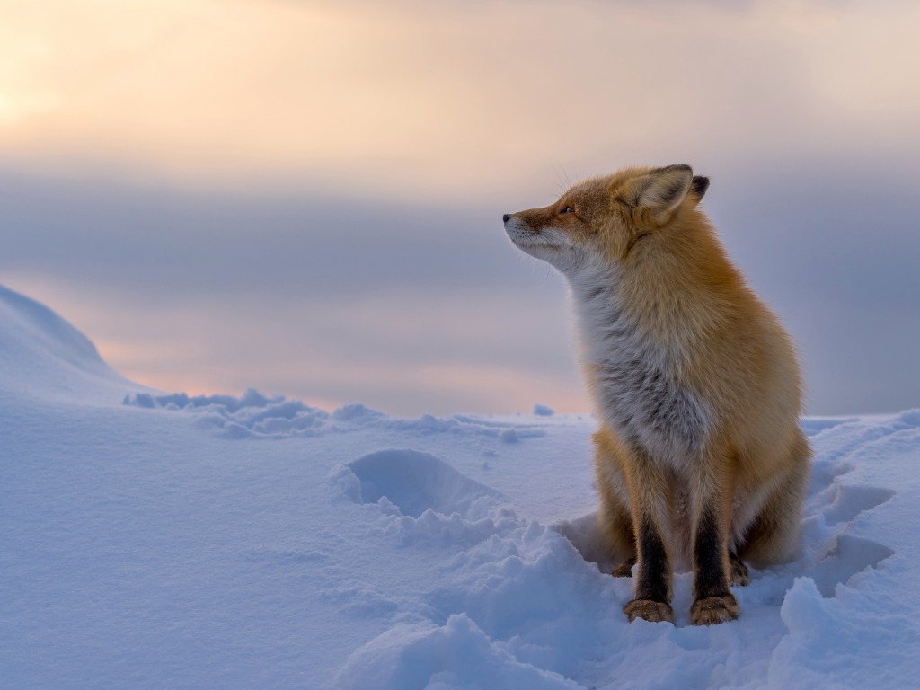 Fox in the snow. - Photo, Animals, Fox, Winter, Snow