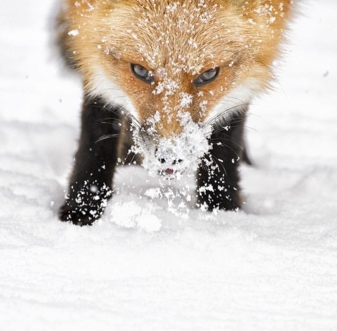 red fox - Longpost, Fox, Fox, Winter, Autumn