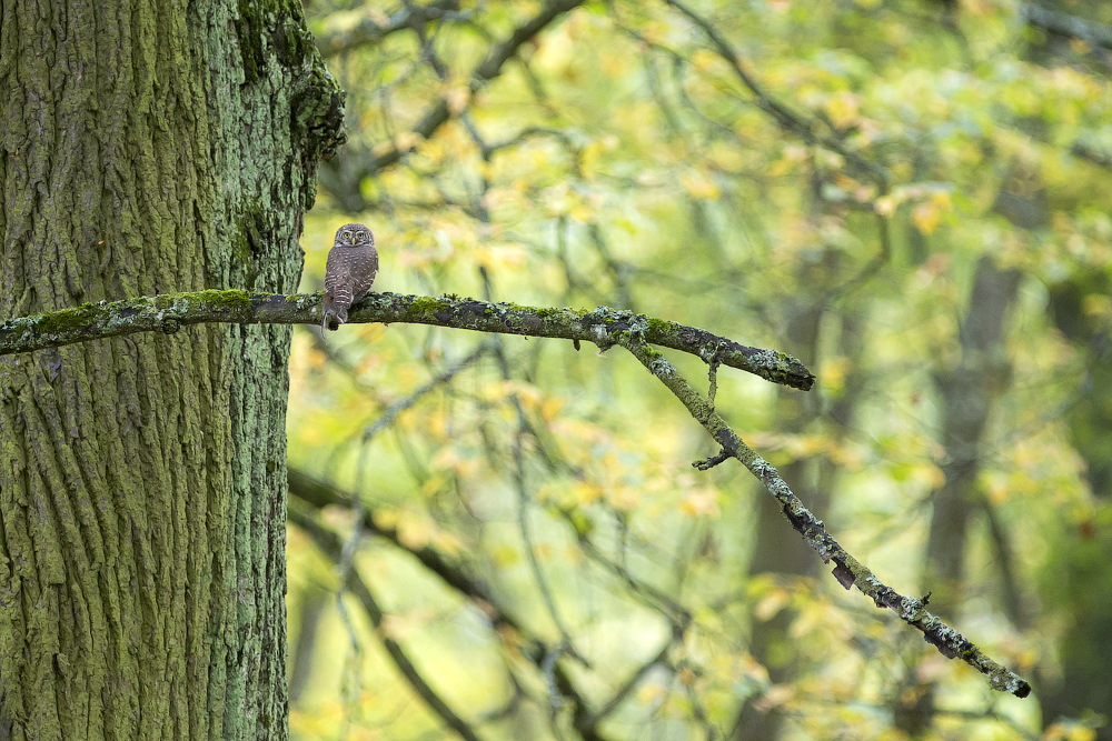 The smallest owl - My, Photo, Birds, wildlife, Owl, Longpost