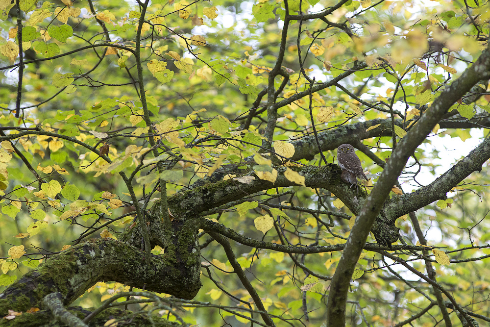 The smallest owl - My, Photo, Birds, wildlife, Owl, Longpost