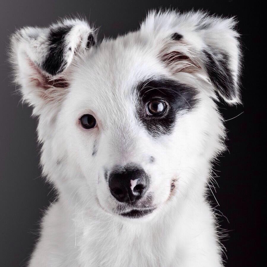 Cute border collie breed - Border Collie, Dog, Photogenic, Pets