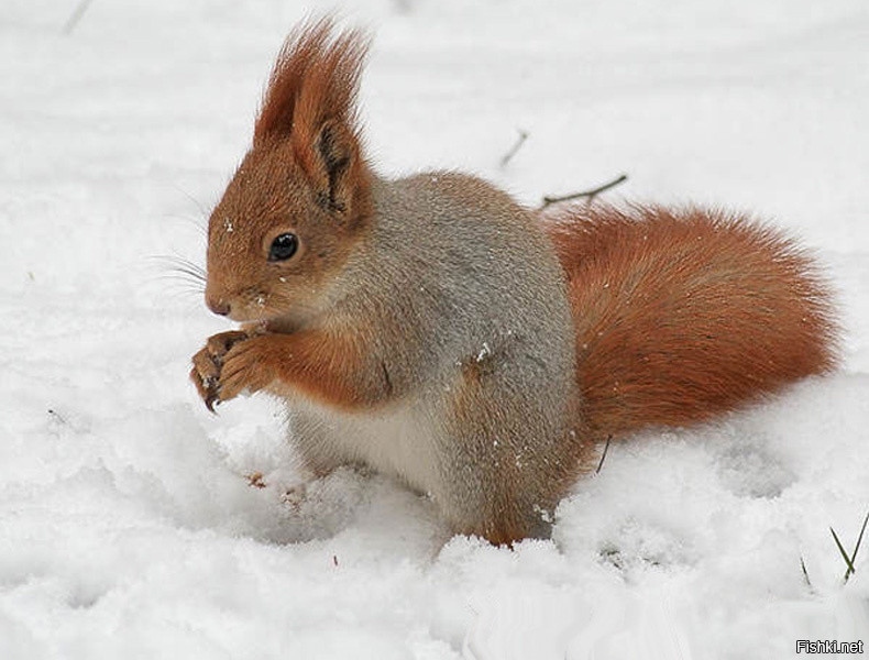 Squirrels) - Squirrel, Photo, Longpost