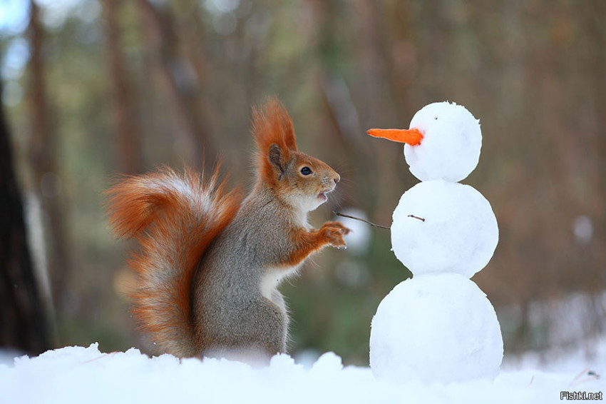 Squirrels) - Squirrel, Photo, Longpost