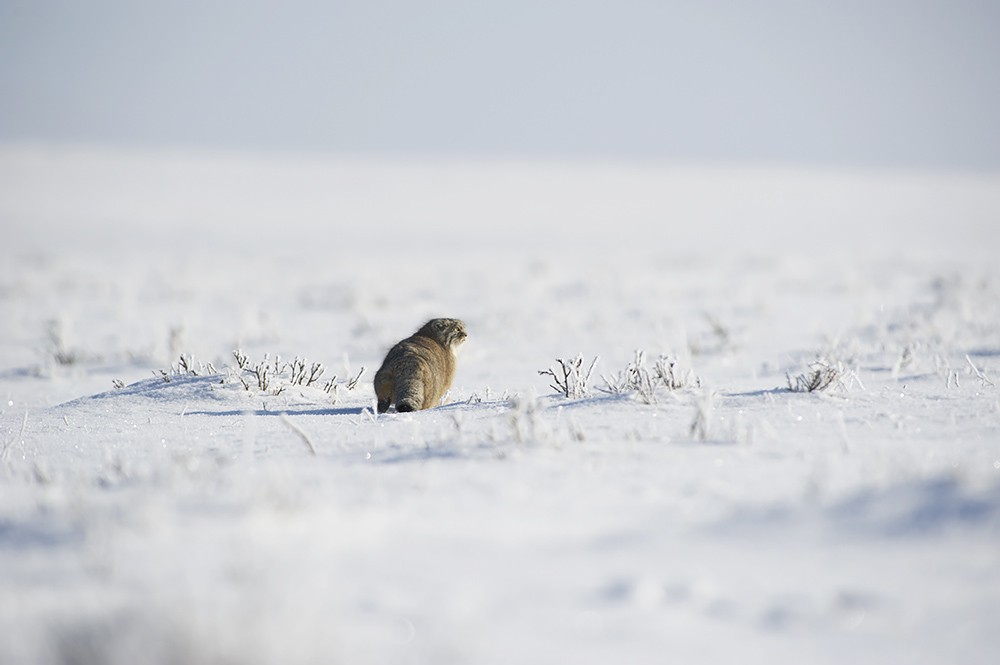 Manul in the snow - Pallas' cat, Valery Maleev, Not mine, Longpost