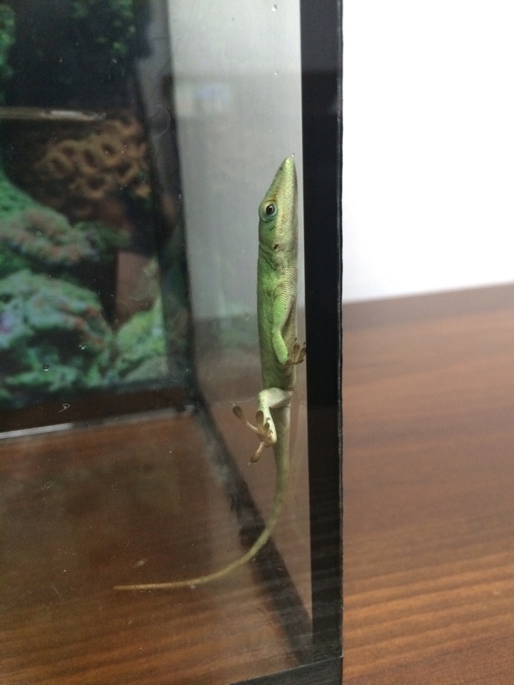 Help! Unidentified lizards! - My, Lizard, USA, Louisiana, Drowned, Animals, Longpost