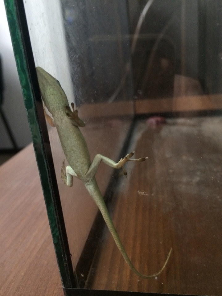 Help! Unidentified lizards! - My, Lizard, USA, Louisiana, Drowned, Animals, Longpost