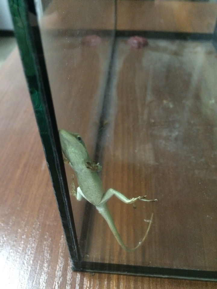 Help! Unidentified lizards! - My, Lizard, USA, Louisiana, Drowned, Animals, Longpost