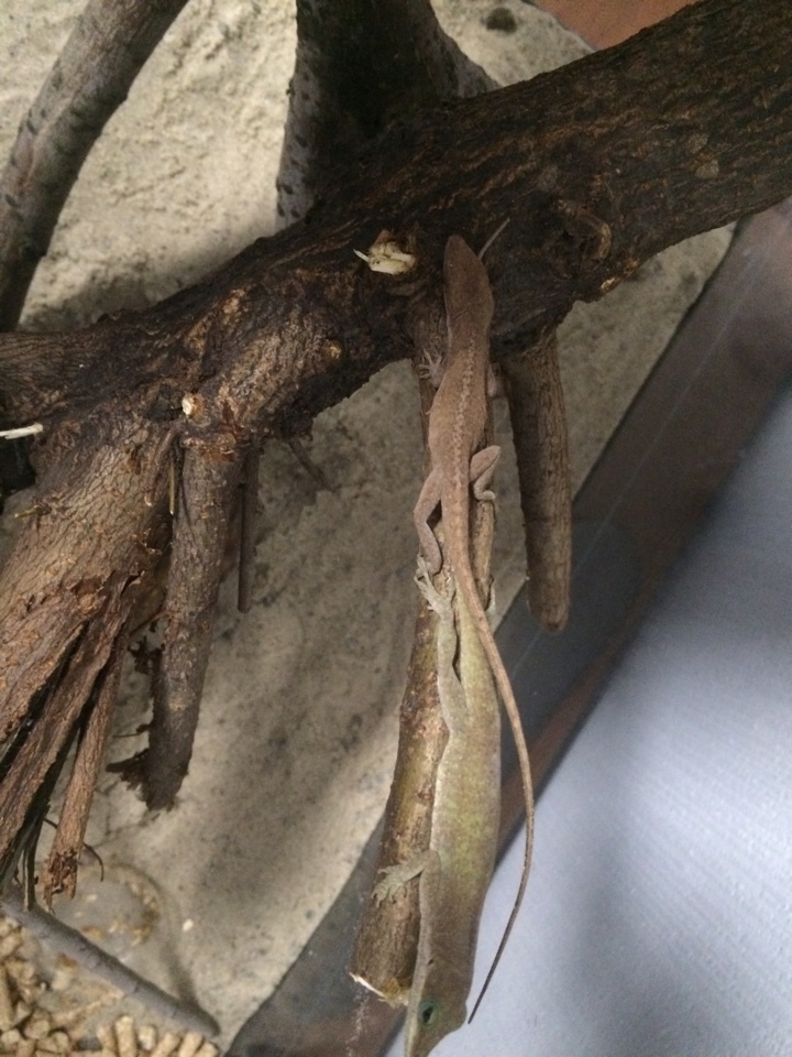 Help! Unidentified lizards! - My, Lizard, USA, Louisiana, Drowned, Animals, Longpost