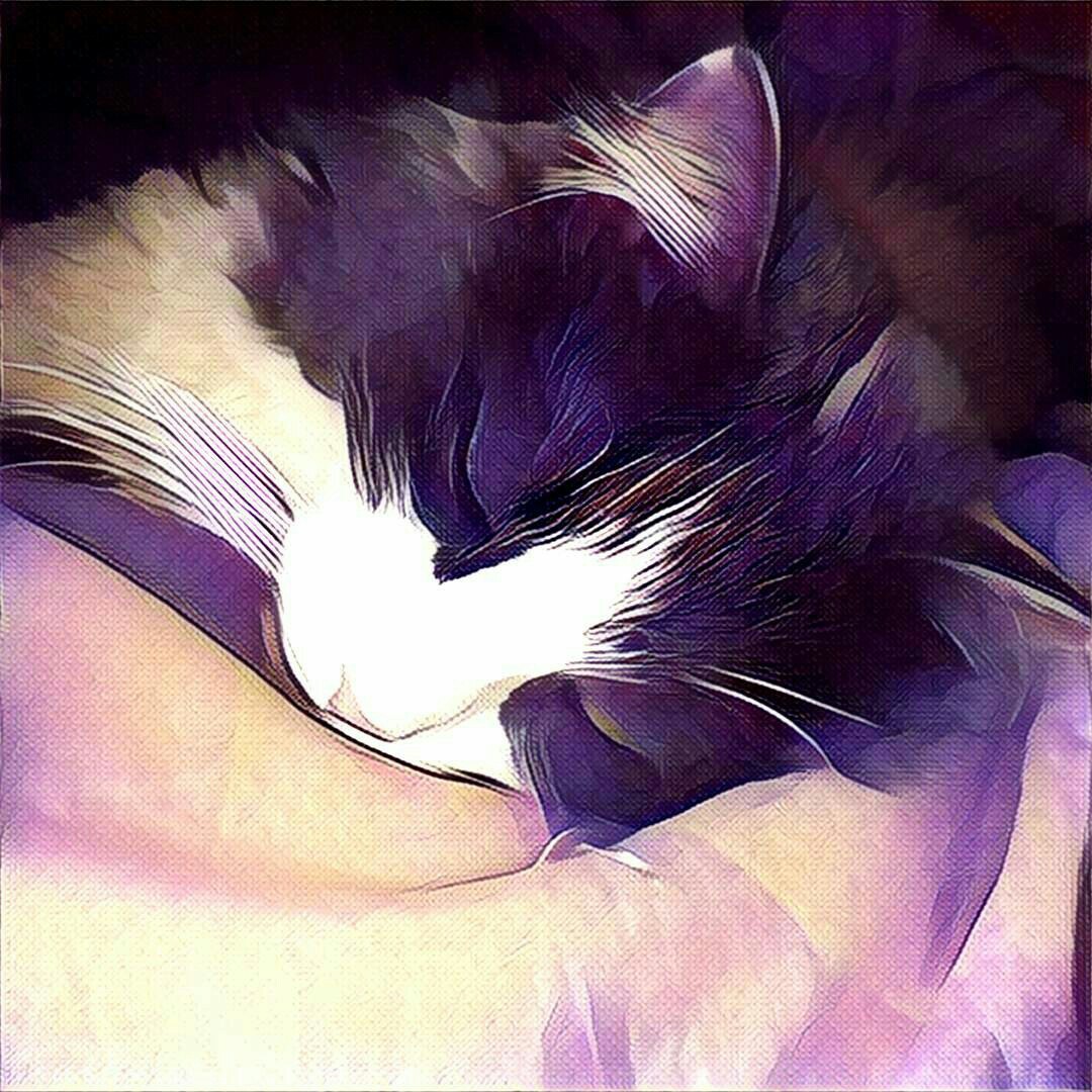 When you are a cat - My, Dream, cat, Prisma