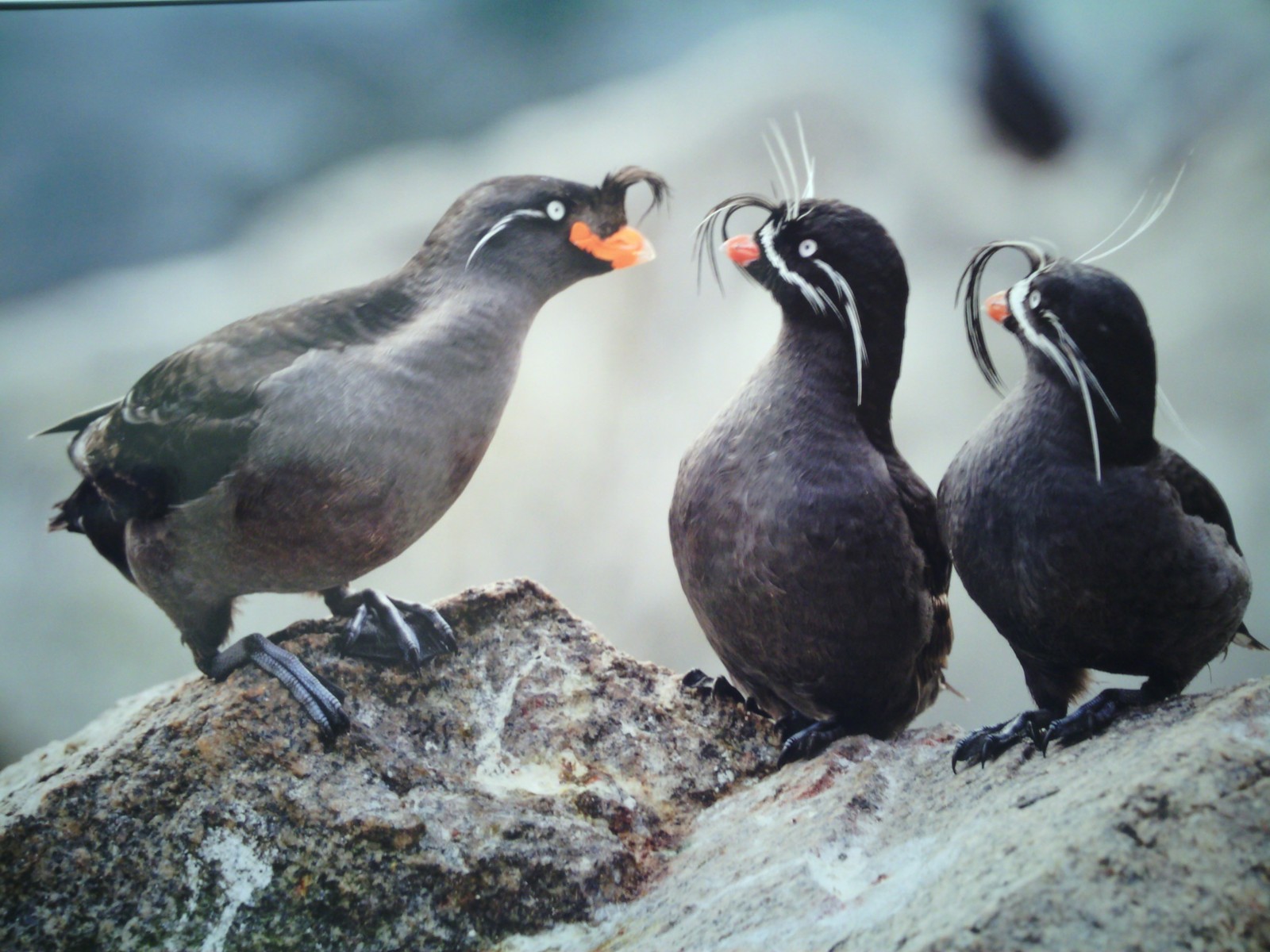 Which comment to choose? - My, Birds, Russia