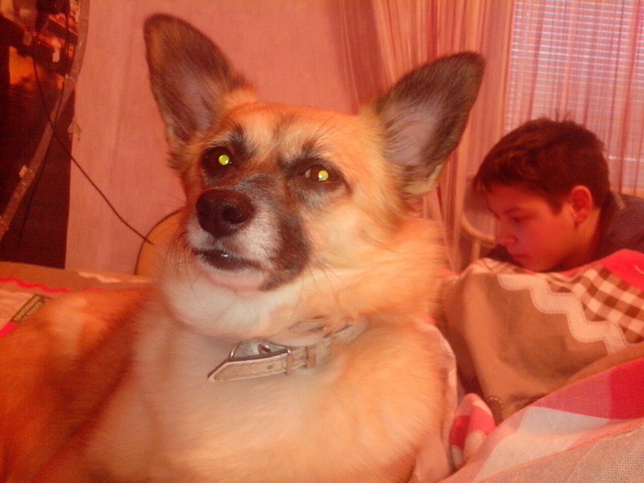 My dog ??- save me dogs - My, Just, , Corgi, Dog