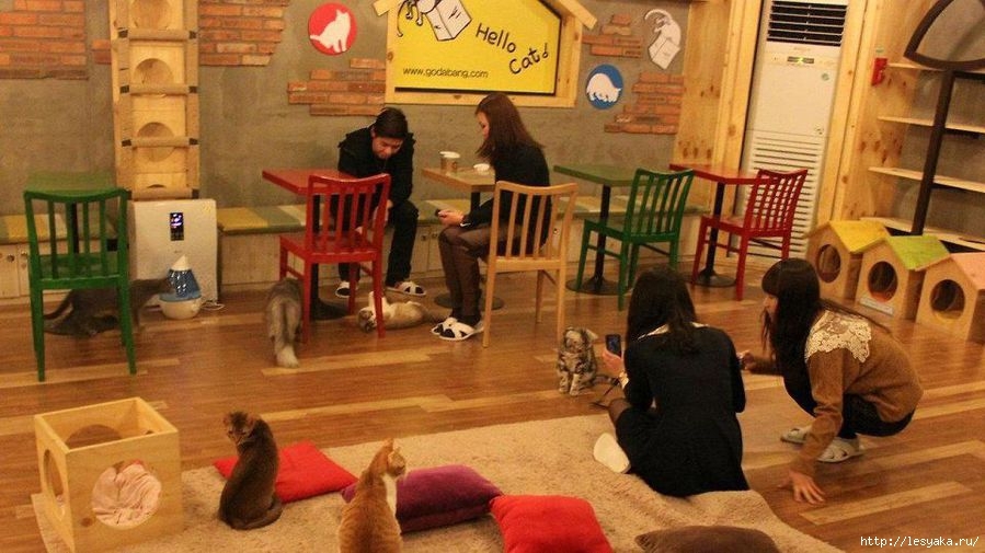 Cat cafe. - cat, Cat cafe, Longpost