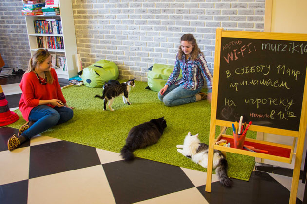 Cat cafe. - cat, Cat cafe, Longpost