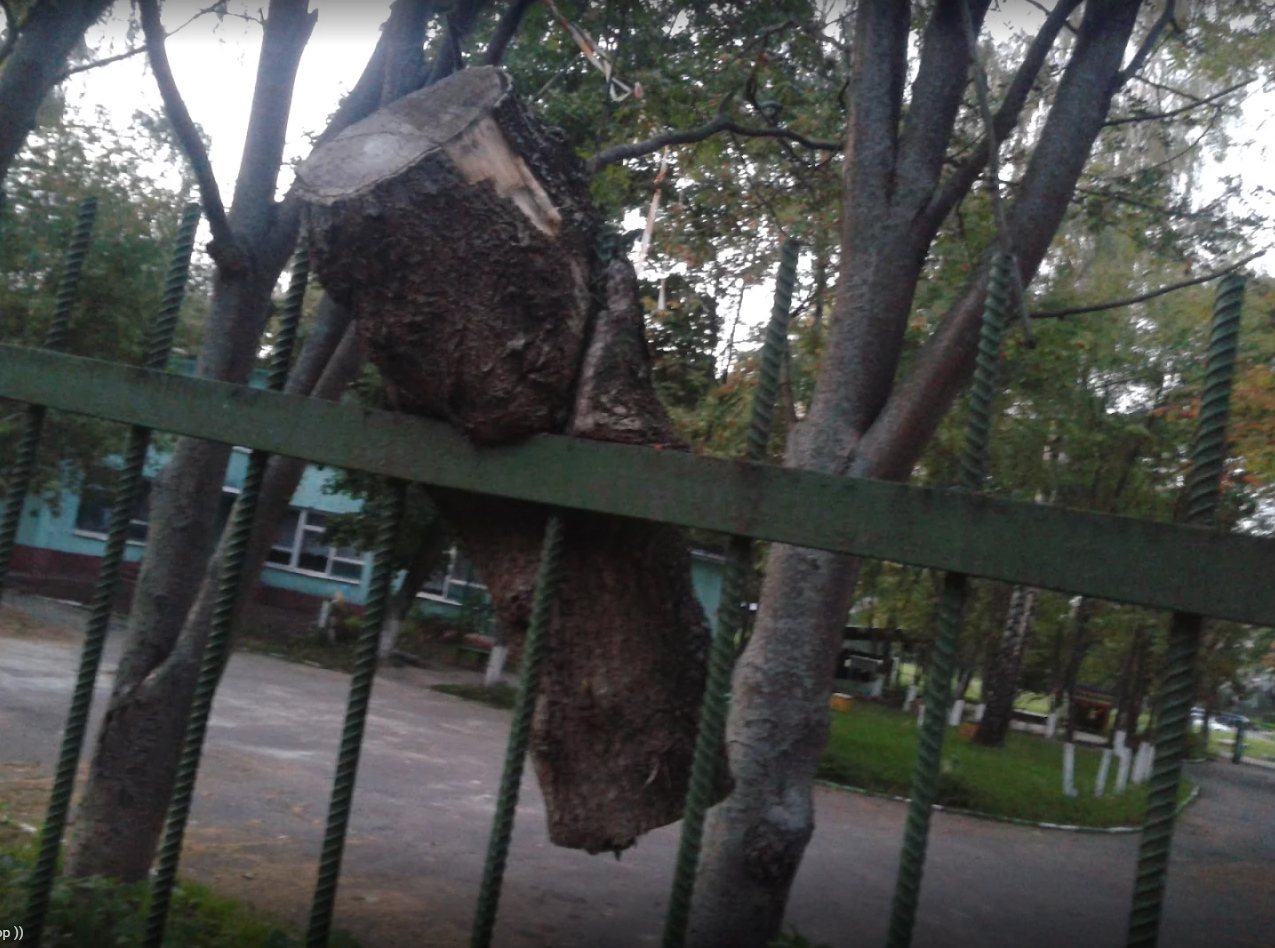 Zombie tree attacked the iron fence - My, , Tree, Attack, Iron, Fence, Humor