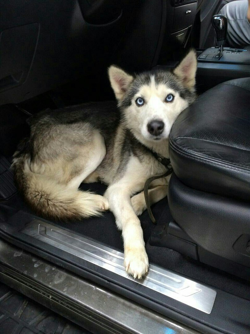 Found a husky in Tomilino! - My, Husky, Lost, Help, Dog, , Longpost, Moscow