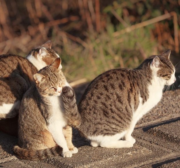 Котики наркотики - Котики - наркотики, Кот, Коты смешные, Животные, Длиннопост