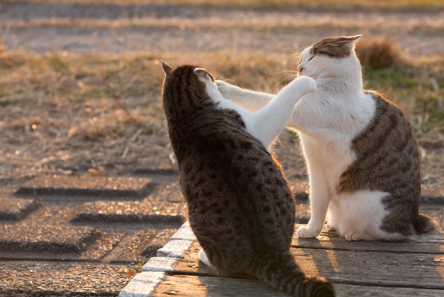 Котики наркотики - Котики - наркотики, Кот, Коты смешные, Животные, Длиннопост