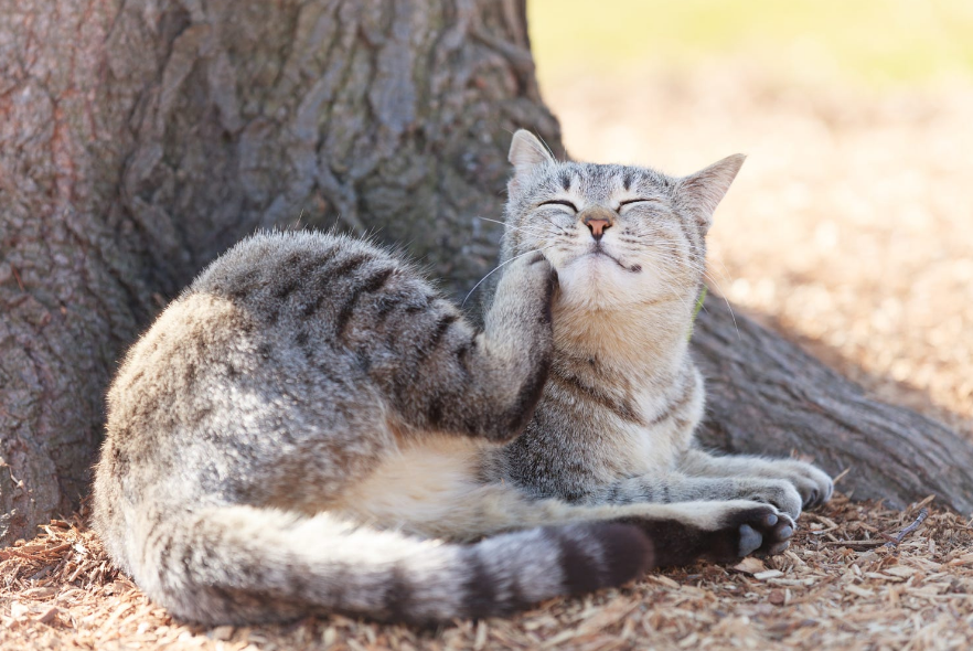 Котики наркотики - Котики - наркотики, Кот, Коты смешные, Животные, Длиннопост