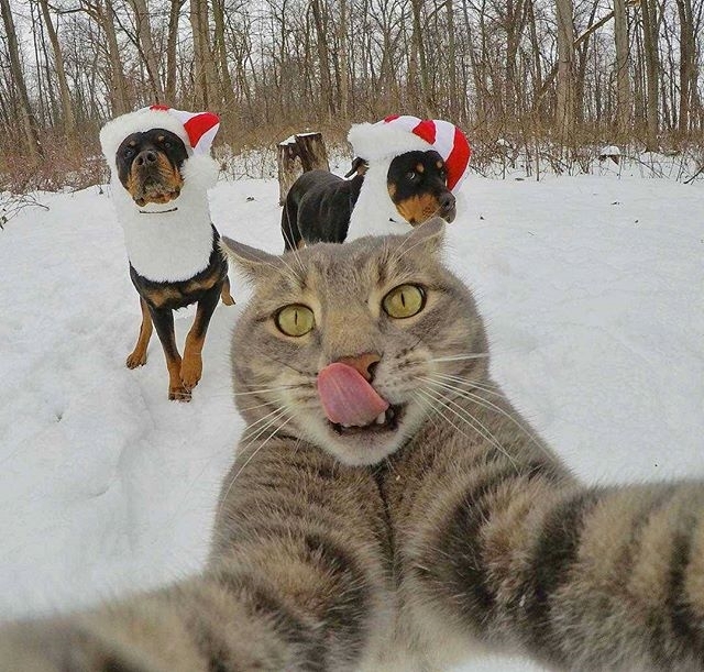 Selfie lover... - cat, , Photo, Humor