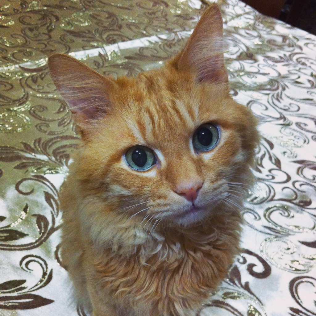 My favorite cat Vasily, 14 years old - My, cat, Redheads, My, Longpost