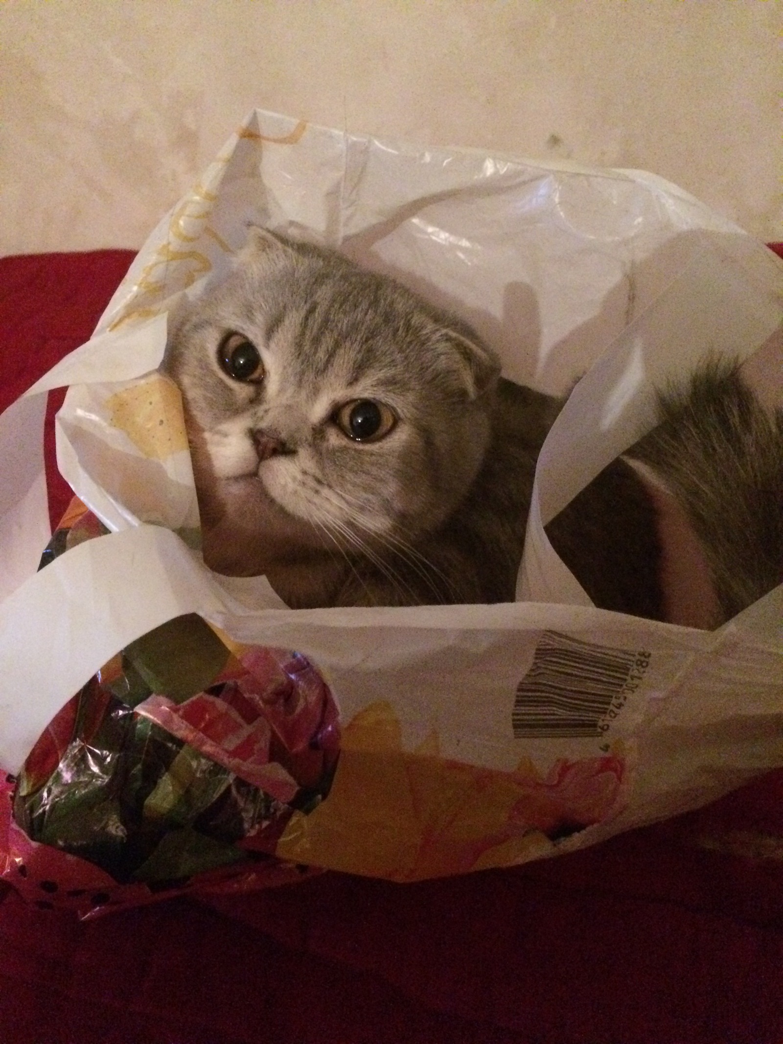 Cats love boxes, but my bags - My, cat, Scottish lop-eared, Photo, Longpost