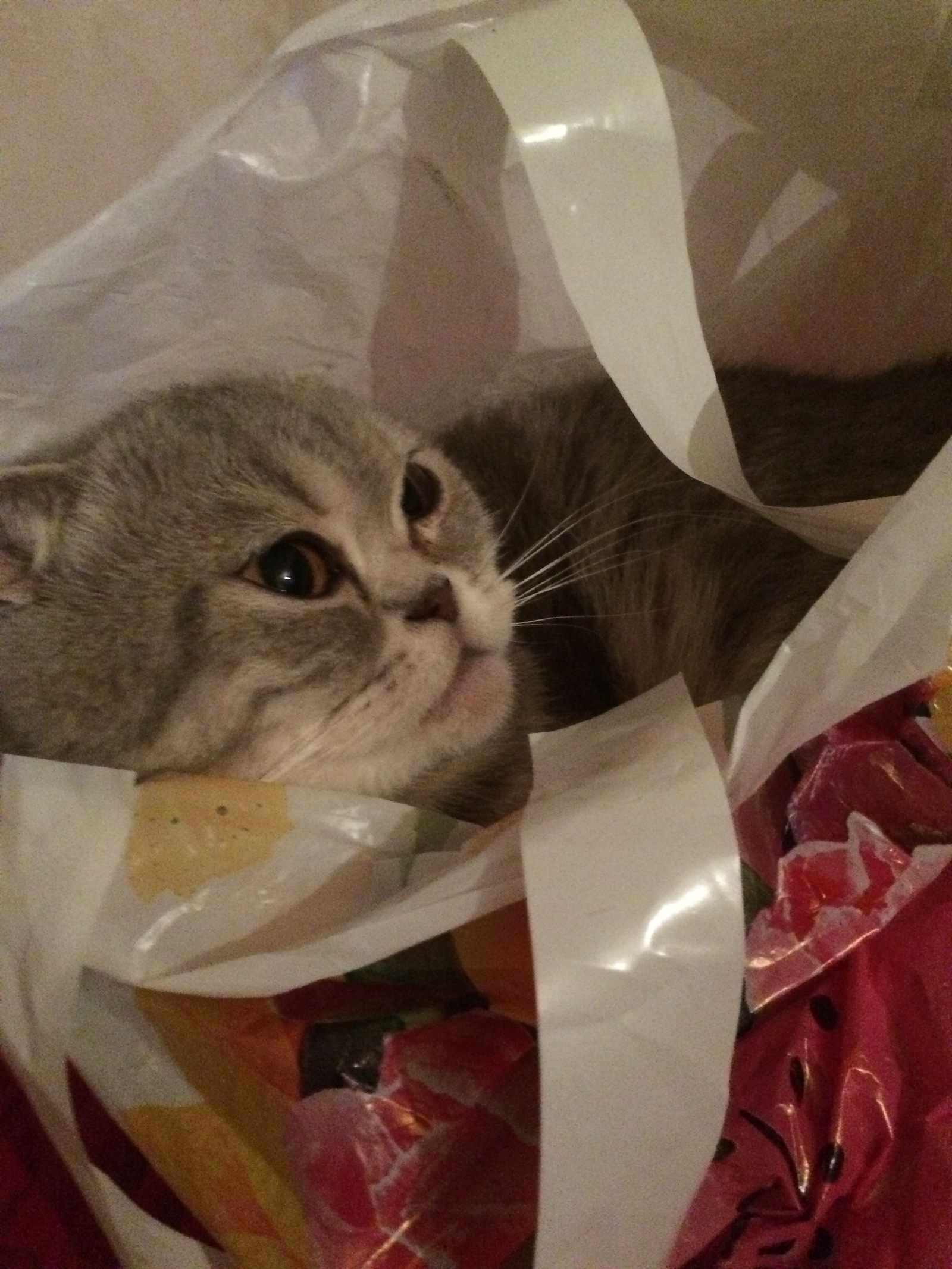 Cats love boxes, but my bags - My, cat, Scottish lop-eared, Photo, Longpost