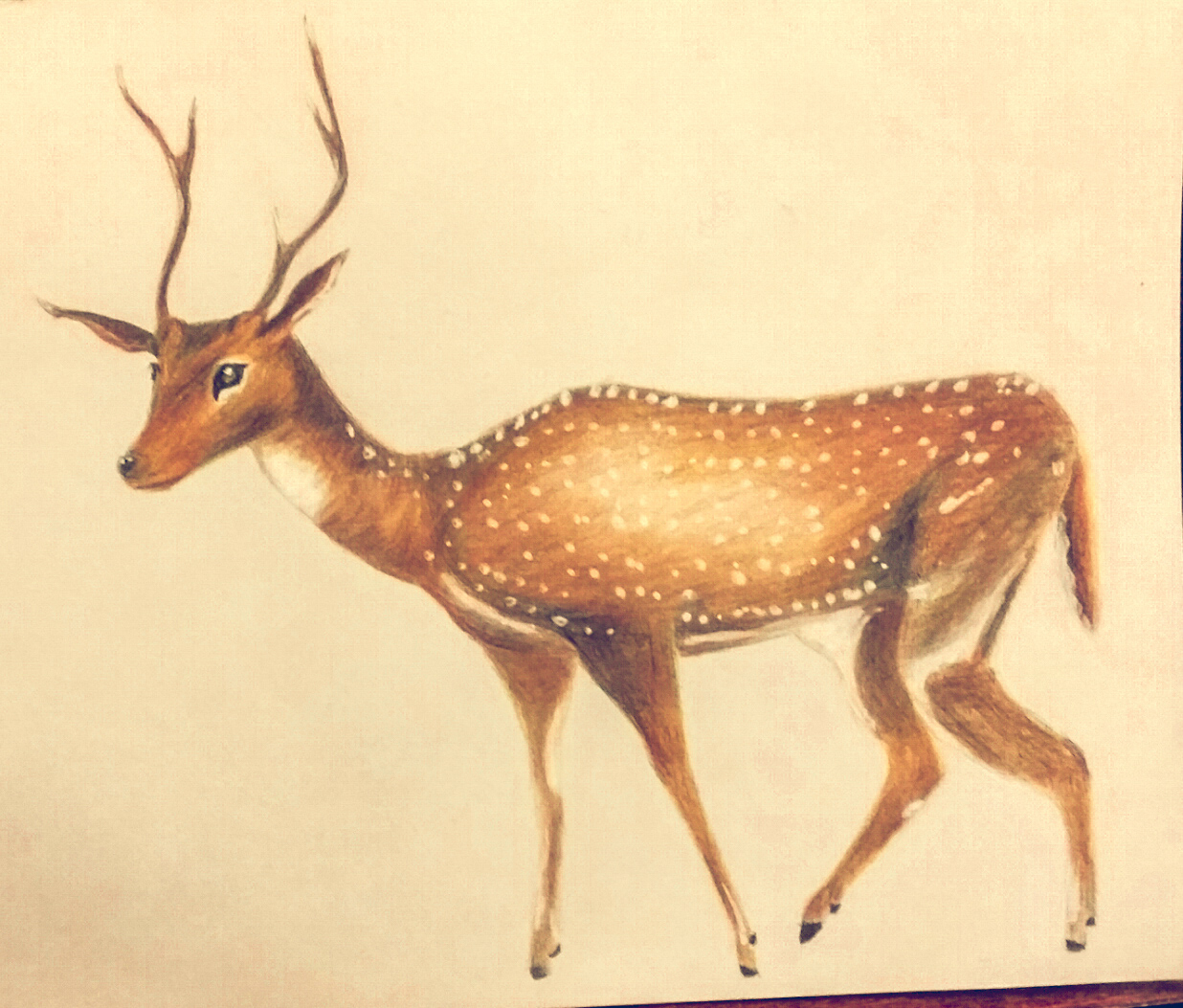 Axis - deer - My, Colour pencils, Deer, For the first time, Friday tag is mine, Deer