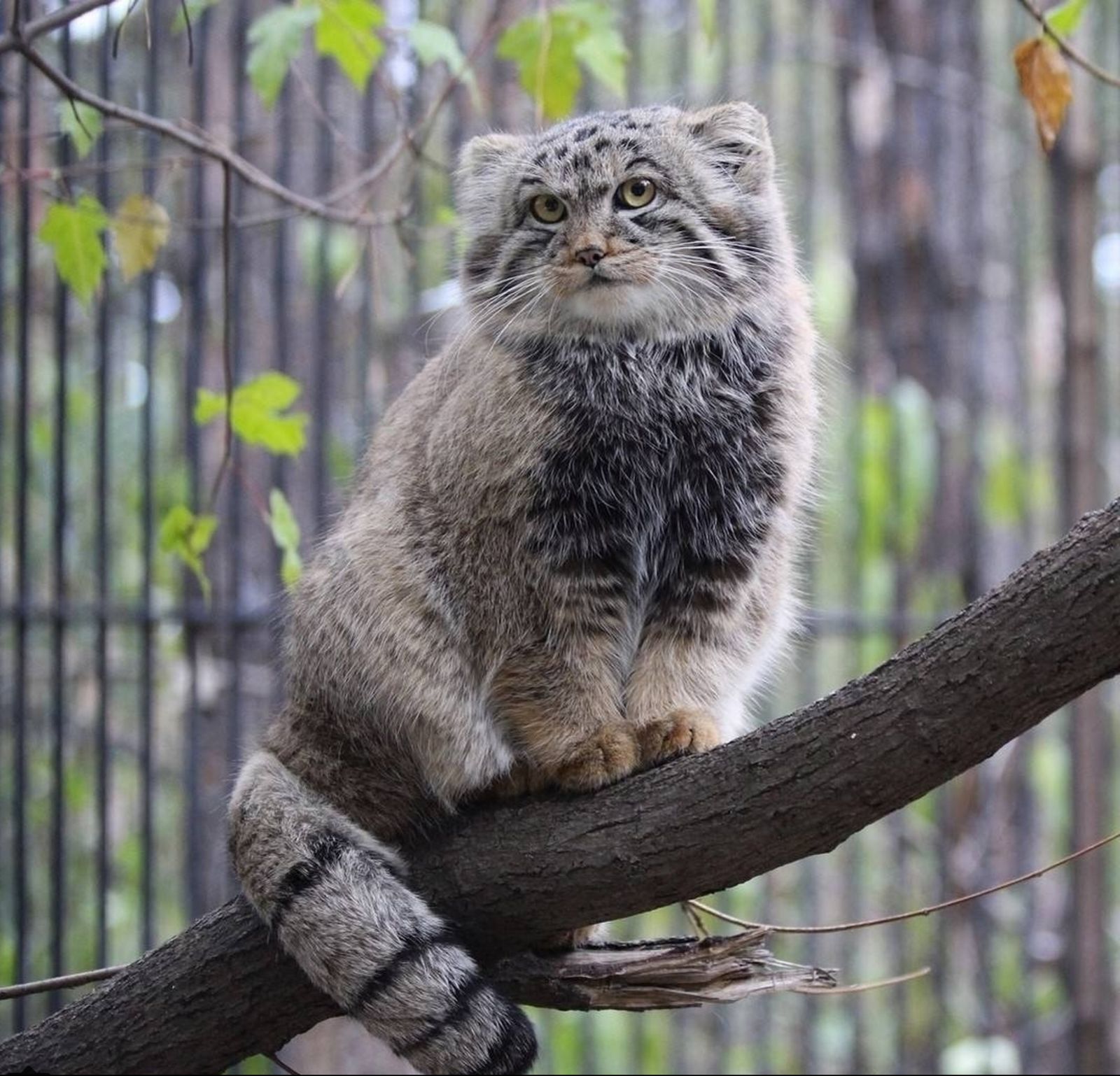 Fashion manul - Pallas' cat, Novosibirsk Zoo, , Fluffy, cat