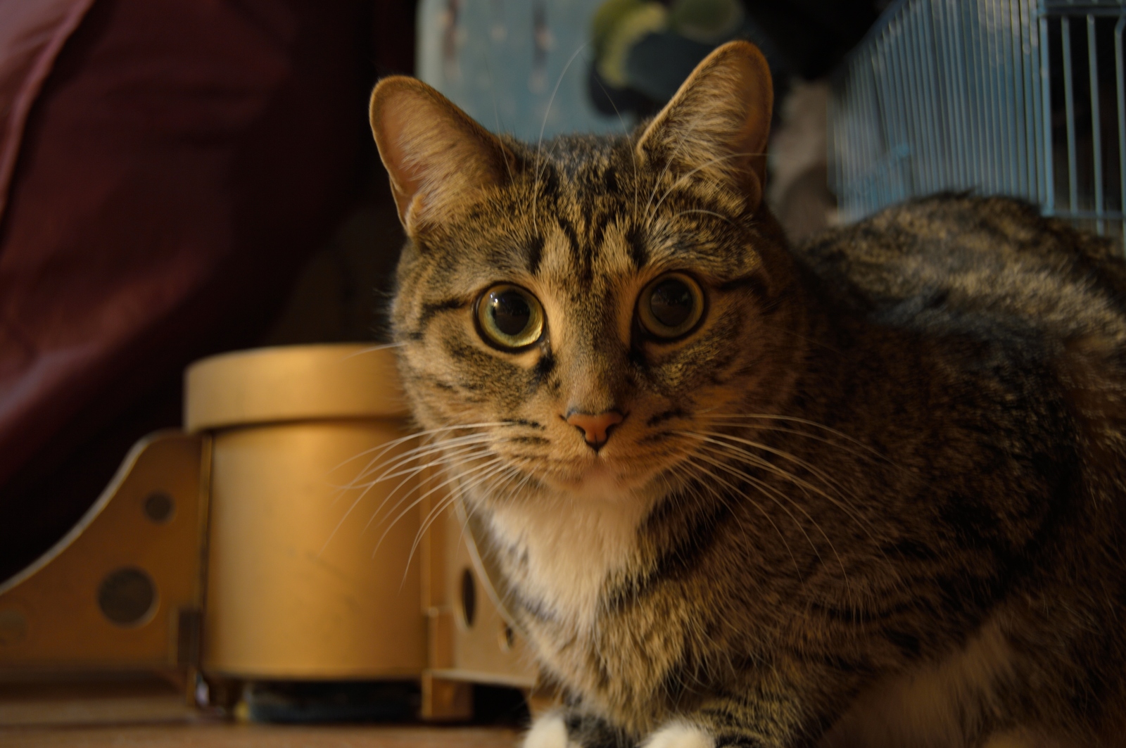 First mirror. First experience. - My, cat, Photo