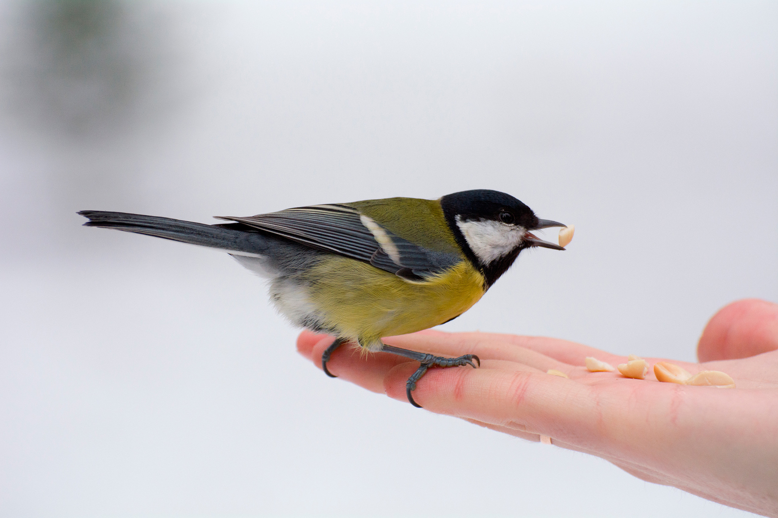 tame tit - My, Birds, Tit, Photo