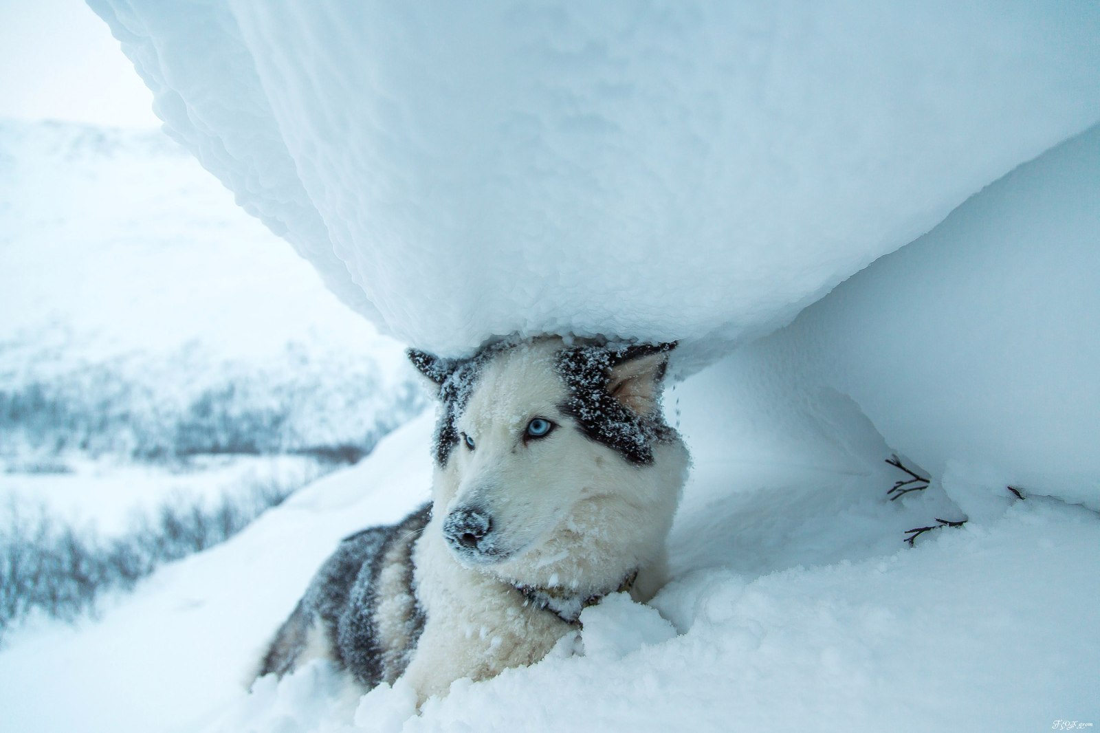 Running through a snowstorm - Photo, Dog, Husky, Winter, Snow, Blizzard, Longpost